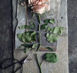 rose